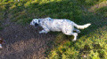 Setter Anglais IAM DES SENTIERS DU RAMIER Setter Anglais IAM DES SENTIERS DU RAMIER